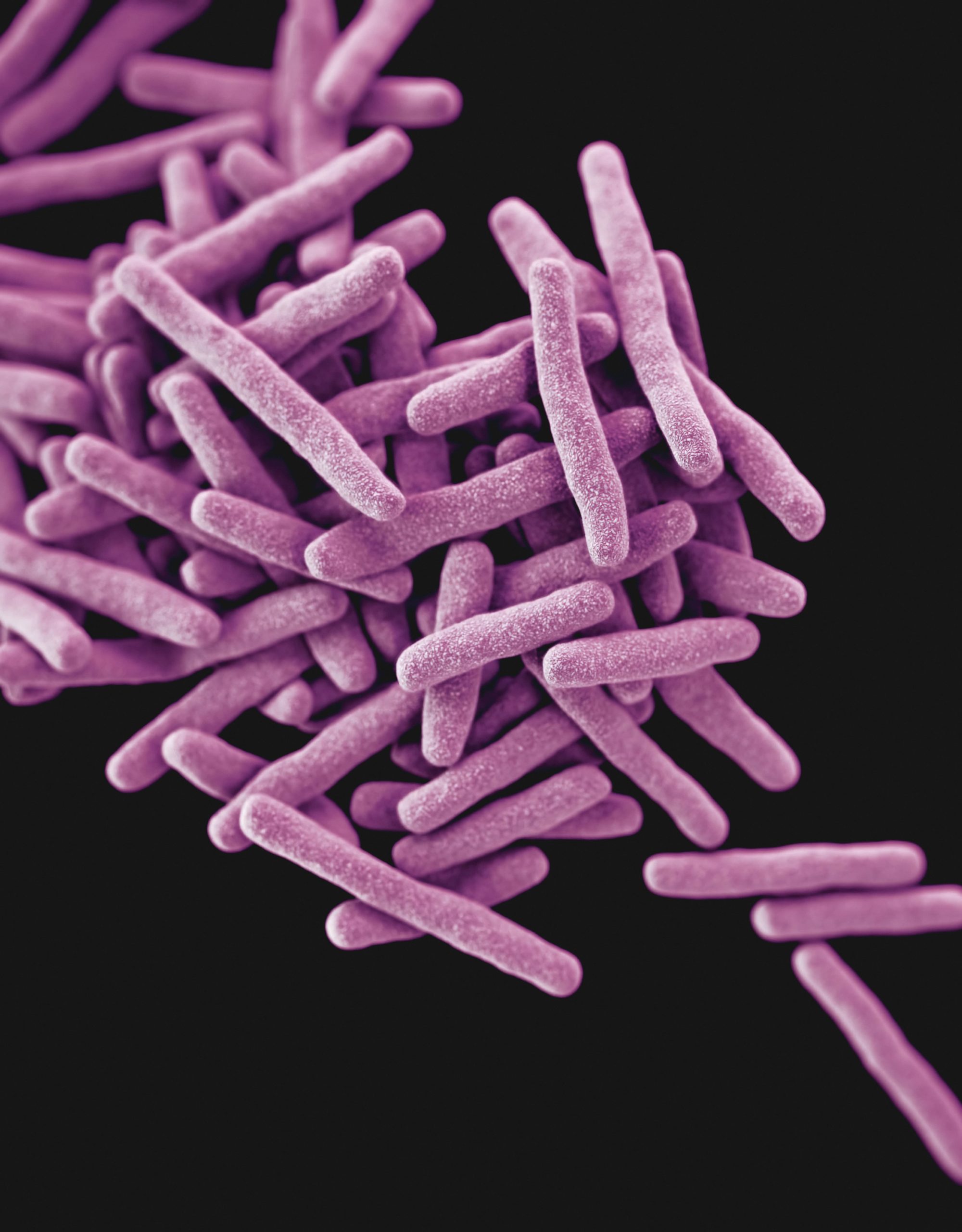 Drug-resistant, Mycobacterium tuberculosis bacteria, the pathogen responsible for causing the disease tuberculosis (TB). A 3D computer-generated image.
