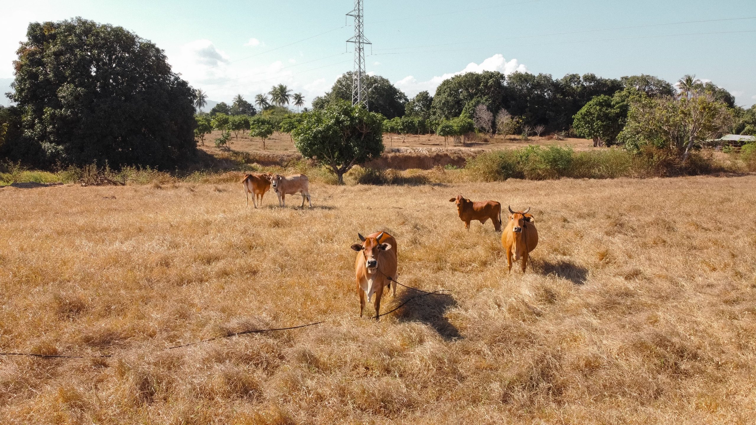 Farming in Vietnam